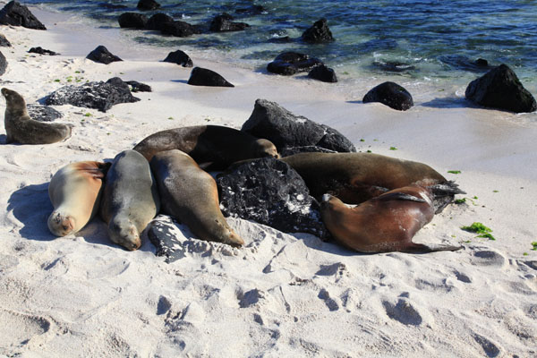 Sealions on the beach of San Cristobal